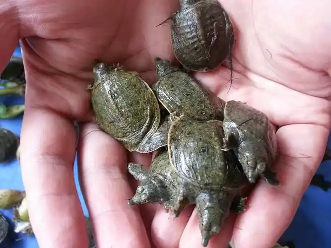 黄河成重点,长江会不会"失守"?