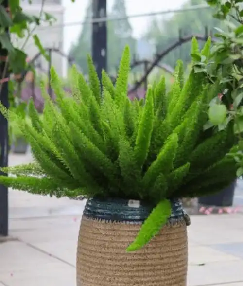 蓝妖:狐尾天门冬的养殖方法和注意事项,掌握这5点,长的很爆 第4张