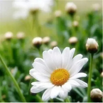 菊花种子花草种子花草种子花种子 东洋白菊1斤