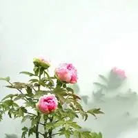 牡丹花 国花高贵的牡丹花朵头像_微信头像图片大全