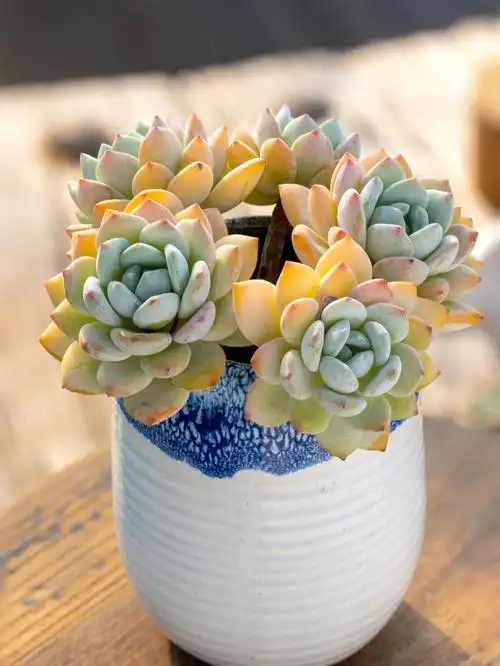 听说是他当初一片叶子插出来的99我真的觊觎很久了0415#多肉