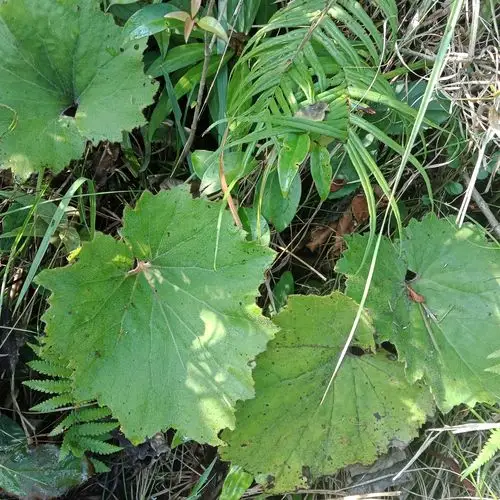 宽圆形,肾形或心形,基部常盾状着生于柄上,边缘有不整齐锯齿,有掌状脉