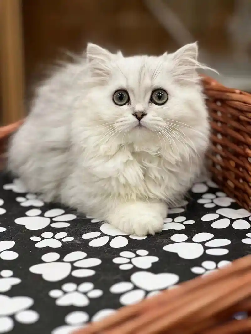 金吉拉959595 92一:金吉拉的介绍 92金吉拉猫,(英文名