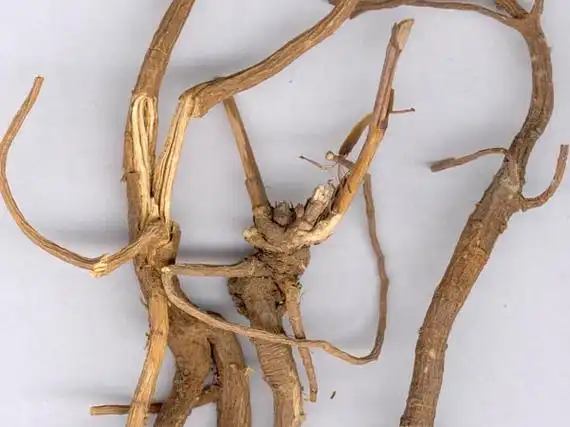 北柴胡的功效与作用