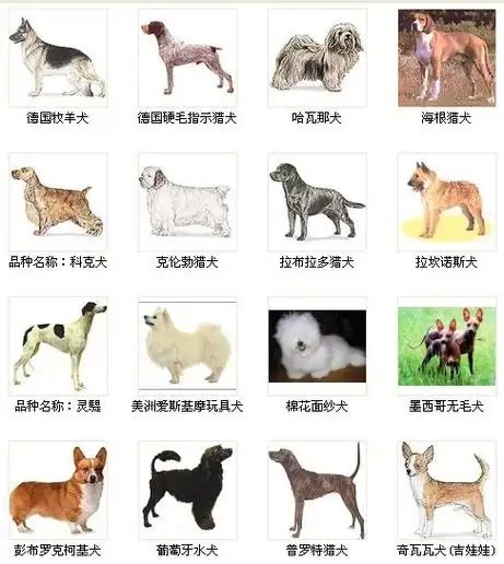 名犬鉴赏