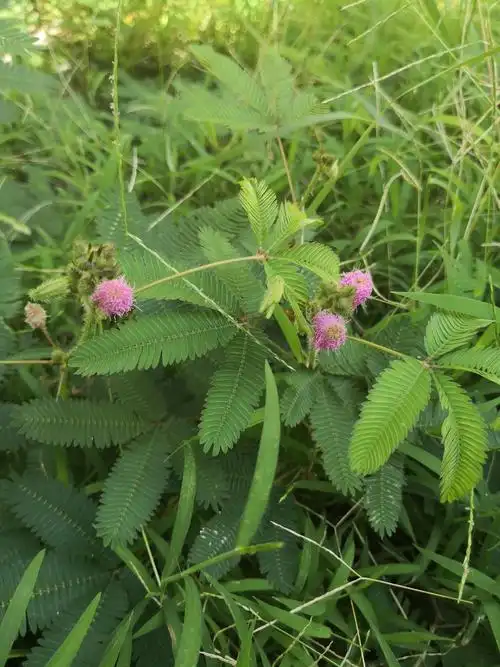 开花结果的含羞草