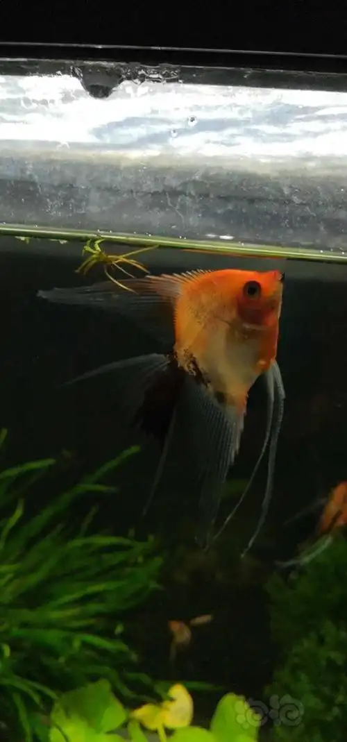 【用品】2020-05-19#rmb拍卖台系大红袍燕鱼10条-图5