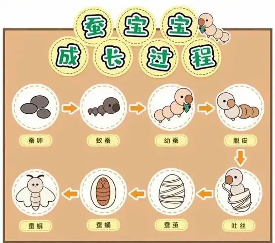 湘湖小学蚕宝宝养成记