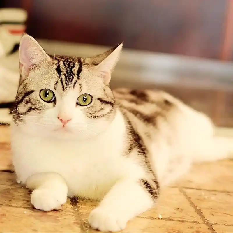 厦门美短加白公猫借配