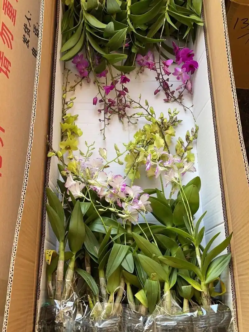 请把我推荐给想养石斛兰的姐妹 附干货78 土壤的选择:石斛兰植物要