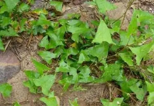 老虎脷的功效与作用