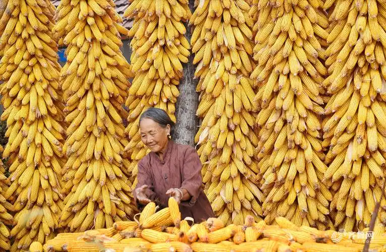 当地农民忙着收获,晾晒各类作物,田间地头,农家院落处处是一派丰收