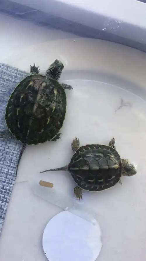 独眼小乌龟长大啦