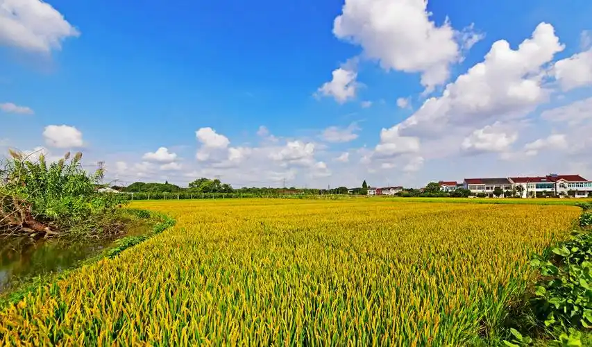 秋行锡北,希望的田野,丰收在望.江苏省无锡市锡山区锡北镇.