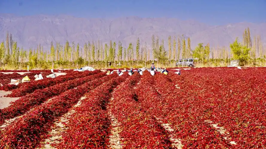 丰收舞儿跳起来