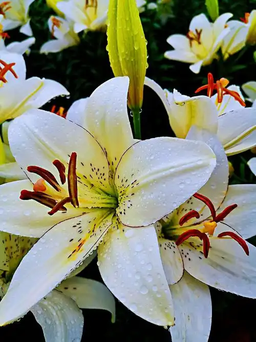 美丽的百合花 - 美篇