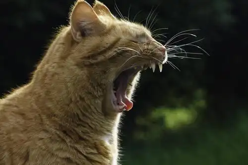 无人,横图,室外,特写,白天,宠物,猫,挪威,欧洲,张嘴,家畜,摄影,尖叫