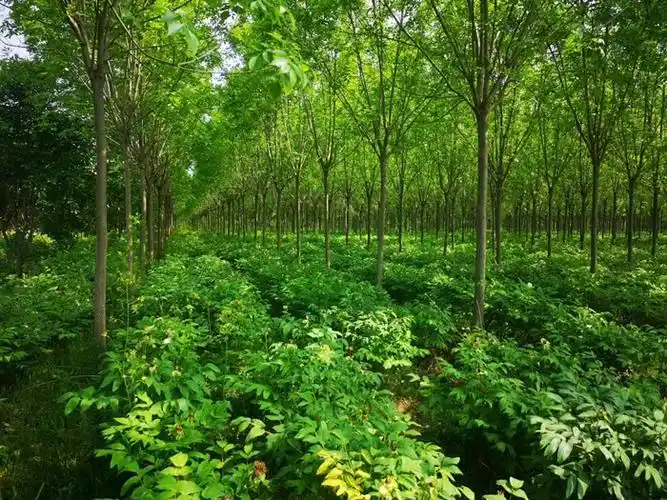 白蜡苗树苗速生白蜡树苗对节白蜡小苗庭院室外耐寒植物绿化苗木113