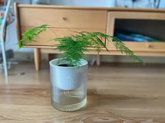 水培文竹水培发财树