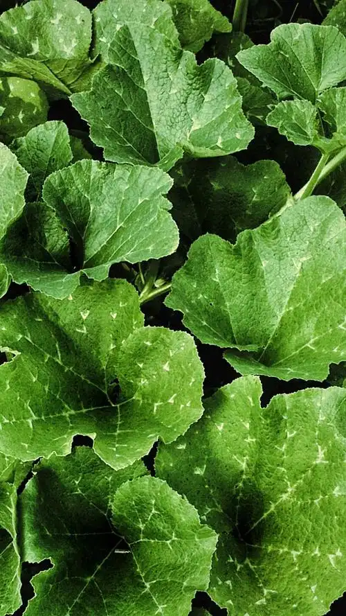 小清新唯美绿色护眼手机壁纸