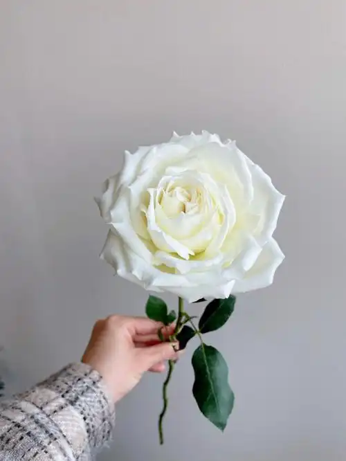 带网套的白玫瑰居然也可以开这么大