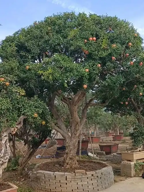 精品大红袍石榴景观树