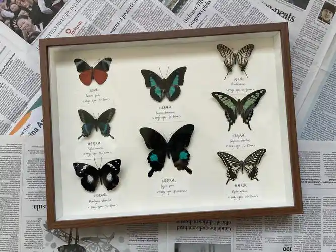 蝴蝶标本03