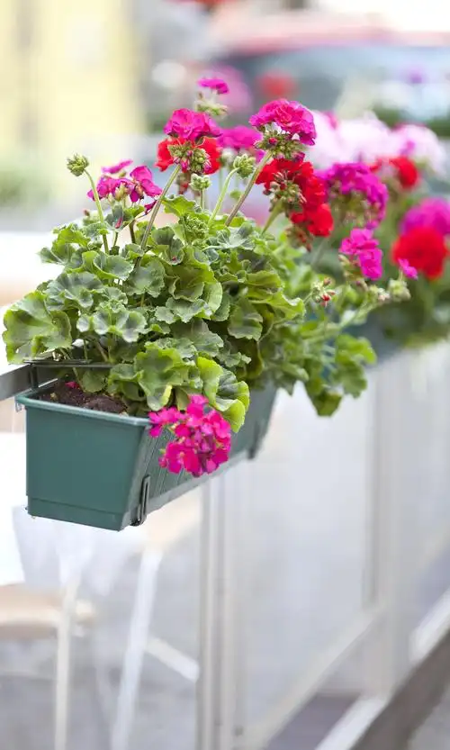 春季养护垂吊天竺葵 垂吊天竺葵是一种美丽的盆栽植物,在春天养护时