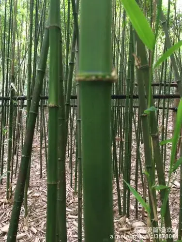 做回背包族,独游西樵山 - 美篇