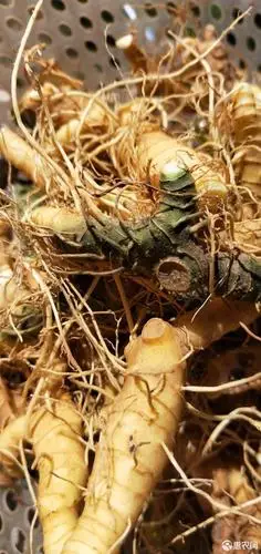 有大量新鲜黄精玉竹供应