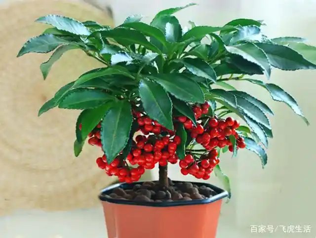 在居家养殖花卉品种当中,盆景始终是居家盆栽中的佼佼者,尤其是观果类