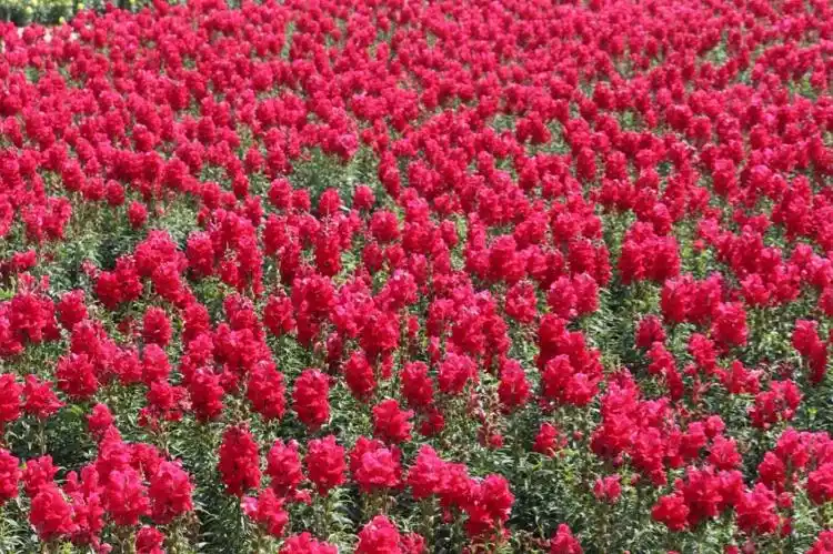 勿忘我花海最牛的旅行,是把每一天都过得有滋有味!