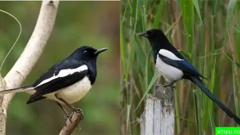 鹊鸲和喜鹊对比