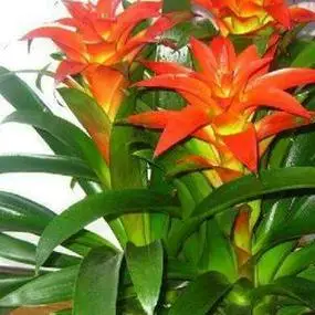 头像鸿运当头微信图片 微信头像图片大全 -【爱个性】