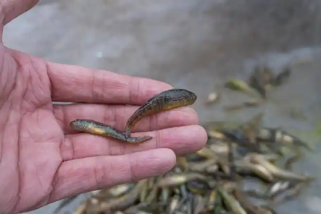 农村非常稀少的几种野生小鱼,你看看认识几种