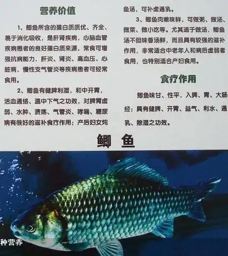 鱼的营养价值和功效