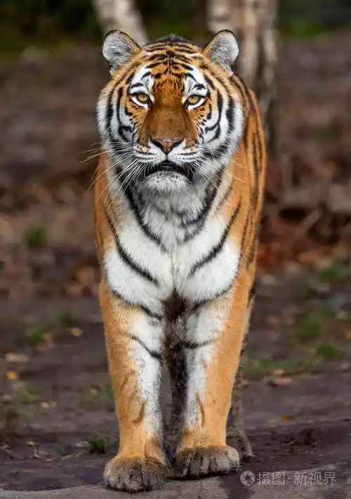 一只站立的西伯利亚虎的正面视图pantheratigrisaltaica