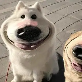 情侣头像沙雕头像沙雕头像情侣头像动漫头像/卡通头像/可爱头像/男头