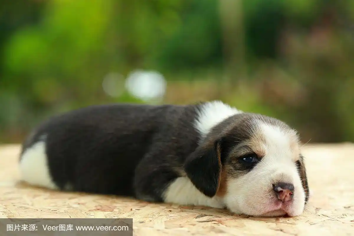 小猎犬正在睡觉,看着自然的绿色背景