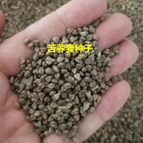 元冬苦荞麦种子 荞麦种子 苦荞麦1斤