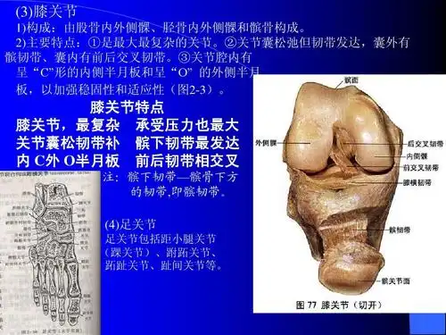 (3)膝关节 1)构成:由股骨内外侧髁,胫骨内外侧髁和髌骨构成.