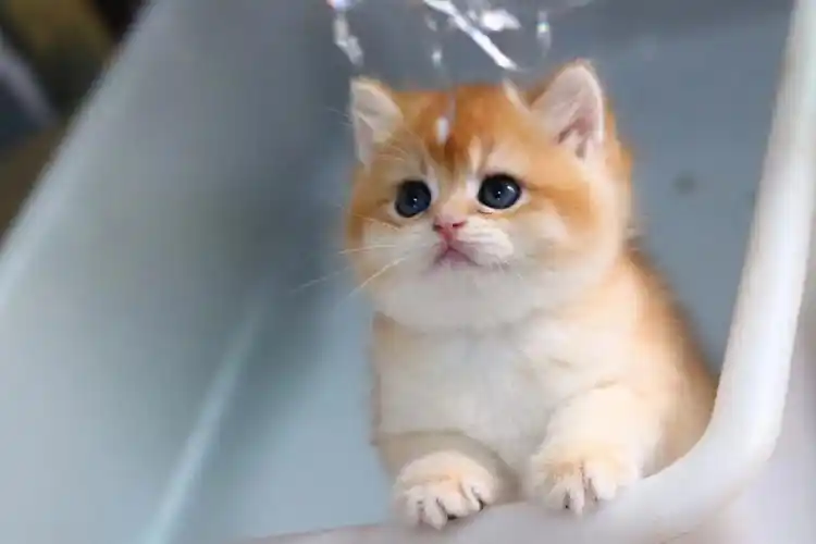 金渐层12色妹妹重新找新家中