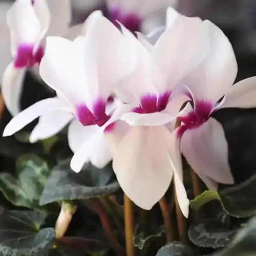 仙客来,报春花科仙客来属多年生草本植物.