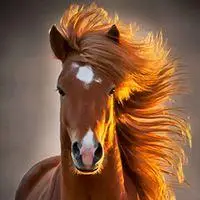 骏马奔腾微信头像【点击鼠标右键下载】