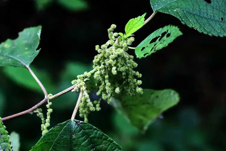 苎麻被称为中国草,世界上纤维品质最好的植物,植物界的吉尼斯|苎麻