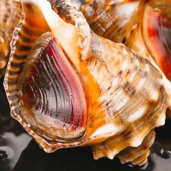 海螺鲜活发货当日现挖大螺超肥新鲜海螺鲜活海鲜水产螺类贝类811只斤