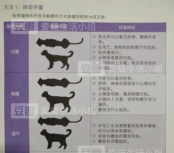 【讨论】如何判断猫咪是否肥胖或者消瘦?(内含表格)