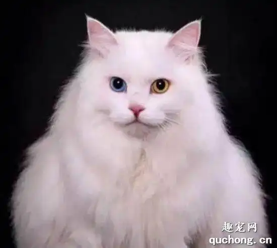 波斯猫饮食的注意事项详解