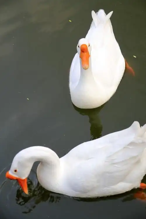 鹅鹅鹅 - 阿弥 - michaelyang2008ca的博客