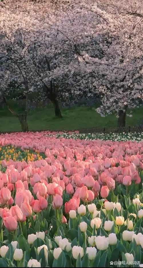 粉色郁金香高清壁纸